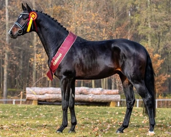 quirino black smk black cheval allemand