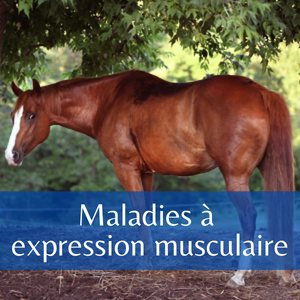 Maladies à expression musculaire